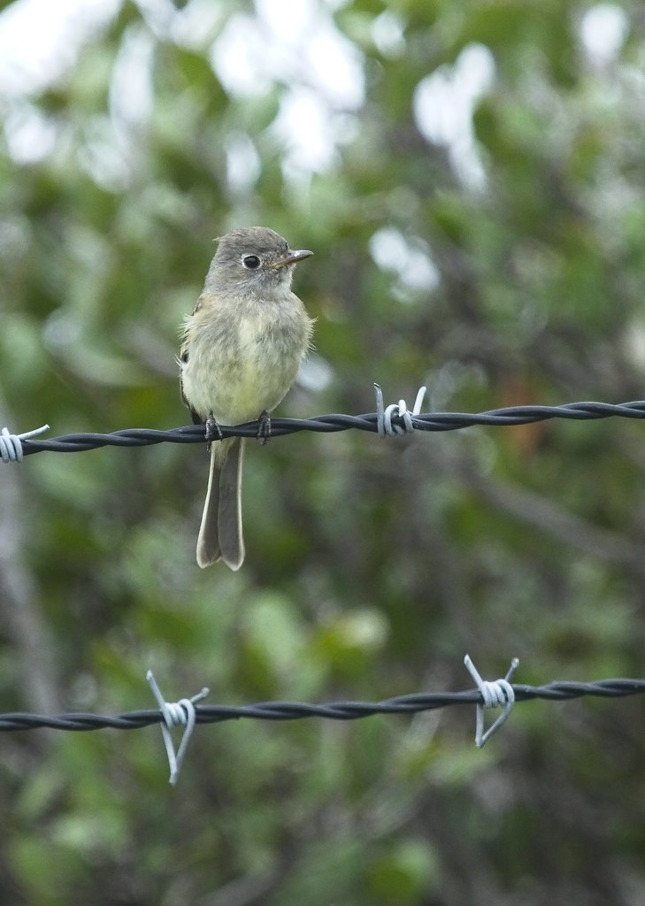 Dusky Flycatcher