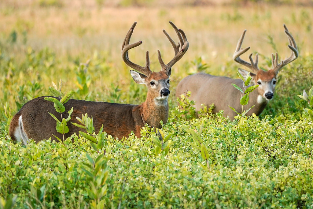 White-tailed Bucks