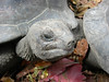 seychelles-tortue