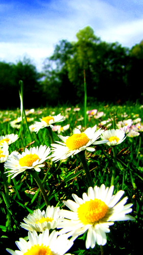 Not tulips but just as pretty, no? (Blood, sweat and tears of Uncle Su) Not tulips but just as pretty, no? (Blood, sweat and tears of Uncle Su)