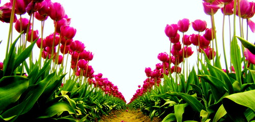 Walk with me (Blood, sweat and tears of Uncle Su) Walk with me (Blood, sweat and tears of Uncle Su)