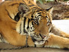 thaïlande-tigre