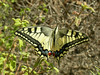 turquie-papillon