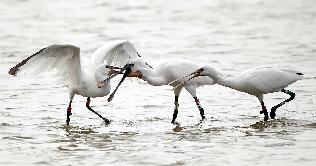 spoonbills are hungry in free nature