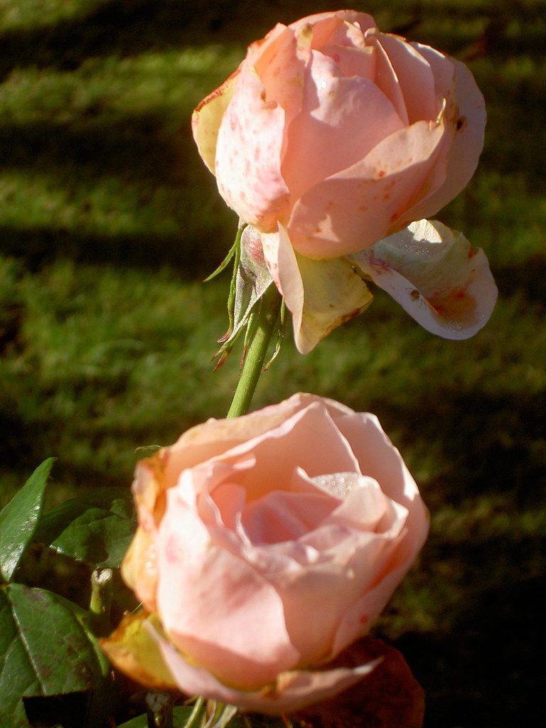 Roses in autumn