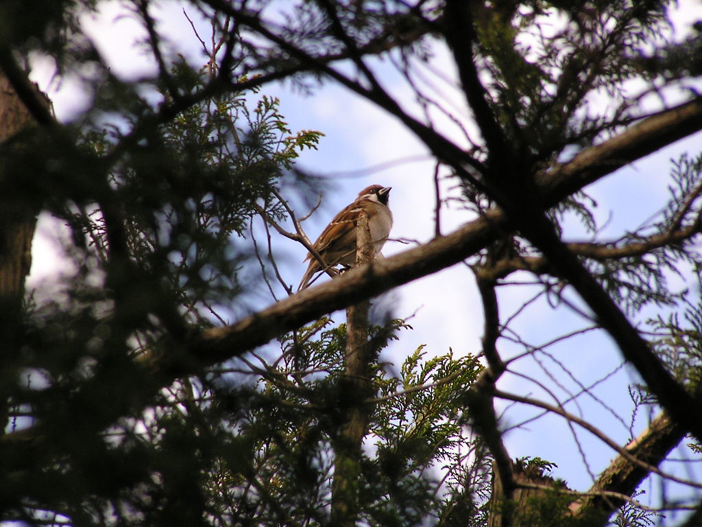 sparrow