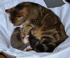 Les-chatons et leur maman