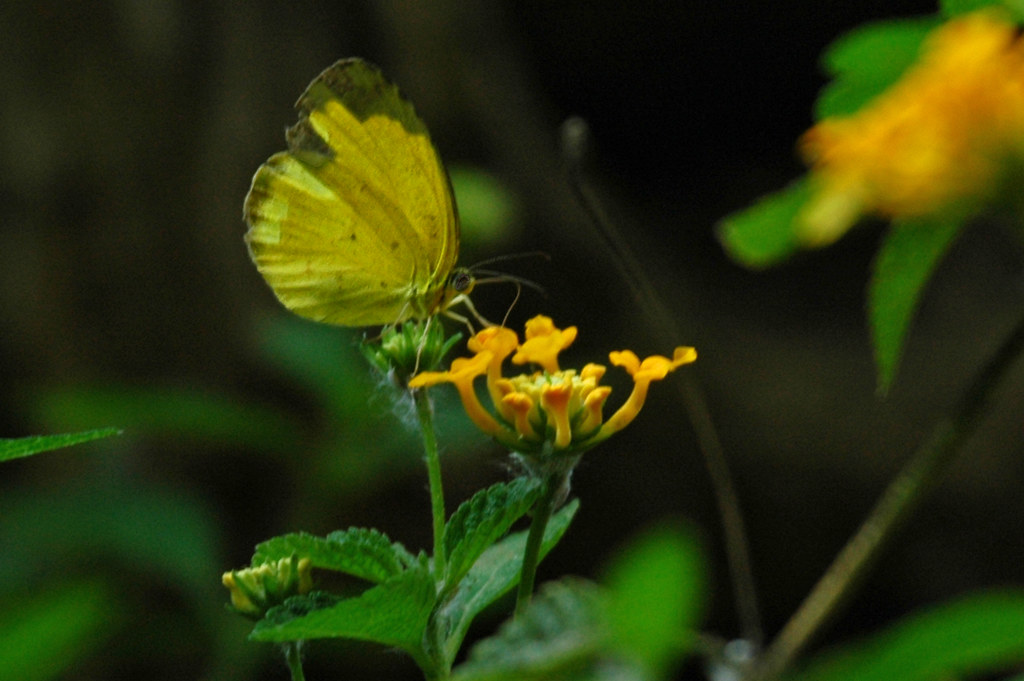a kiss on yellow lantana:P