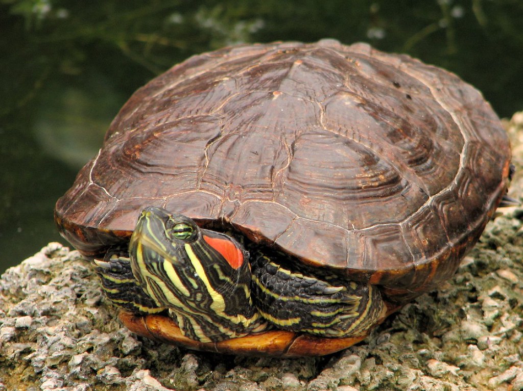 Sunbathing Turtle