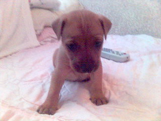 Novalee