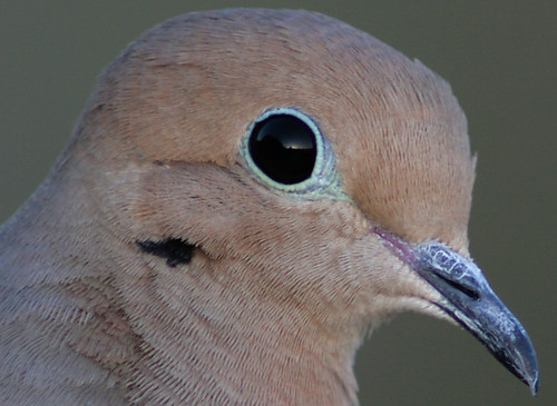 Image result for doves eyes