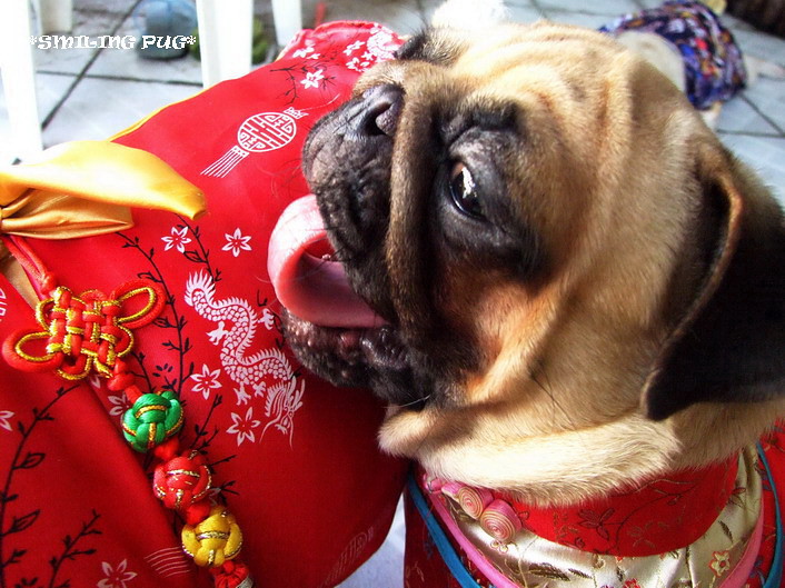 *SMILING PUG* - 恭喜发财! Gong Xi Fa Cai! , HAPPY CHINESE NEW YEAR, LUCKY PUGS, KISSING PUG CHINADOLLS *-*