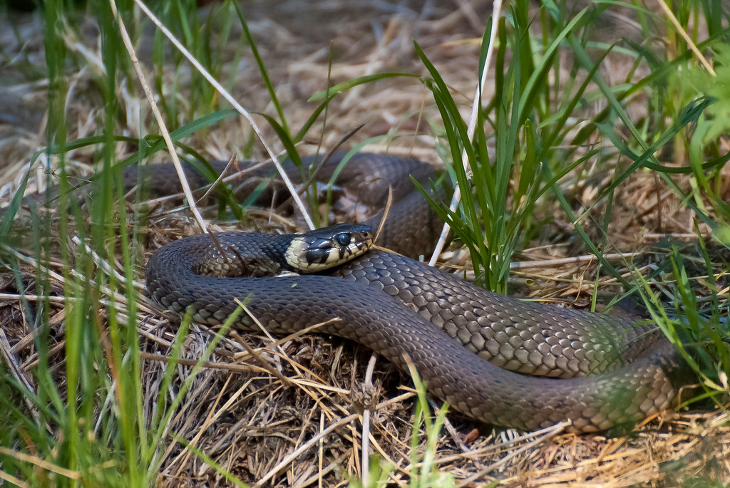 Ringelnatter (Natrix natrix)