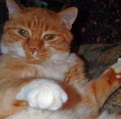 orange cat with attitude