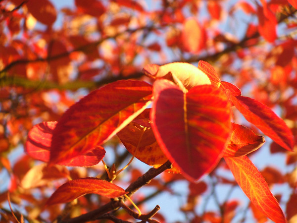 red leaves