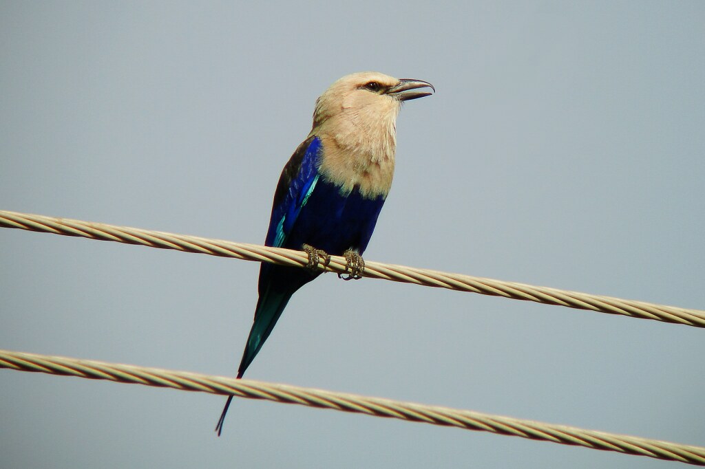 Blue-bellied Roller