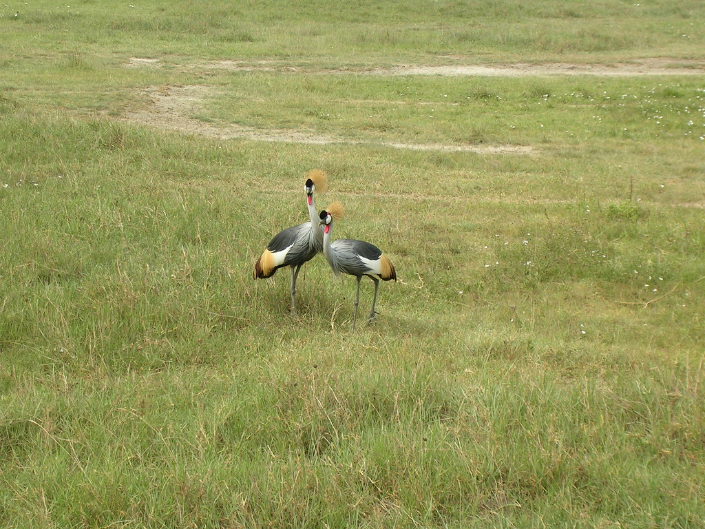 Ngorongoro