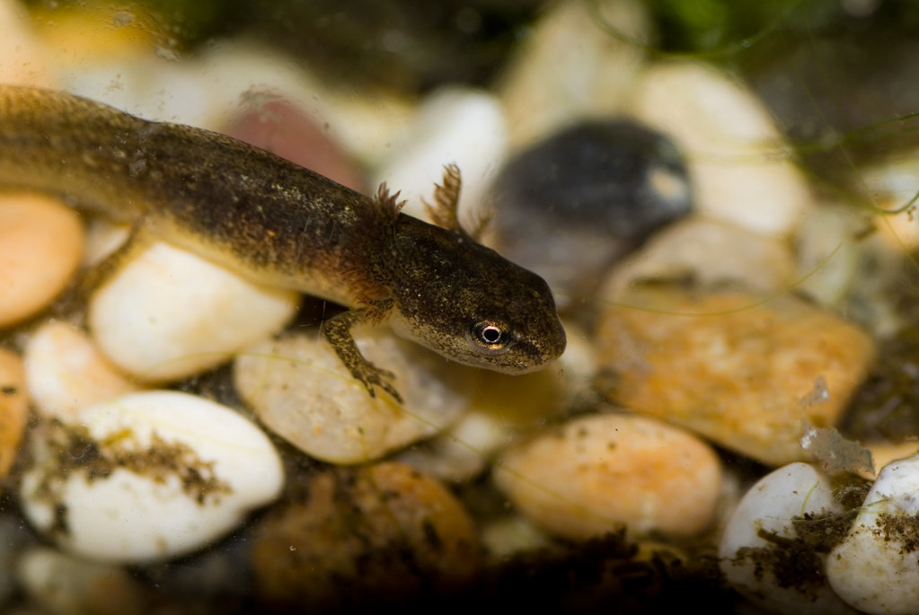Baby newt
