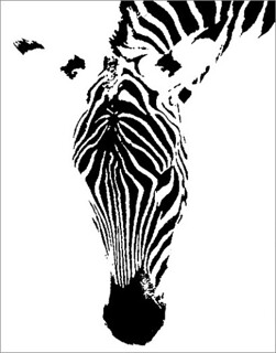 zebra head in black and white / black and White / BW / white /