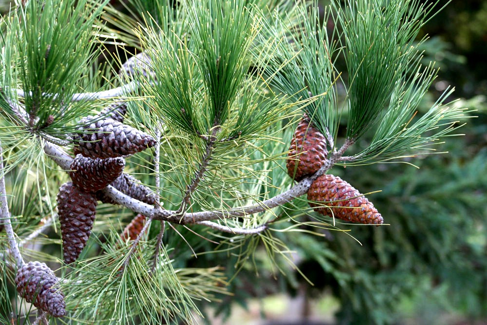 pine cones