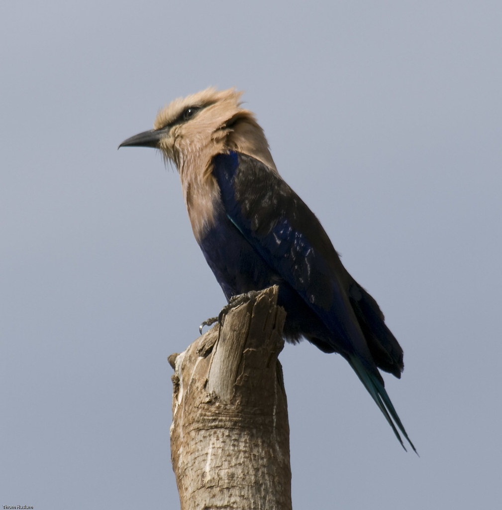 Blue-bellied Roller (Coracias cyanogaster)