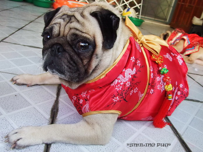 *SMILING PUG* - 恭喜发财! Gong Xi Fa Cai! , HAPPY CHINESE NEW YEAR, LUCKY PUG FOR LUCKY YEAR //MEL B *-*