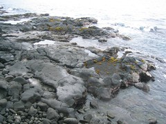 Black Volcanic Rock in Kona Black Volcanic Rock in Kona