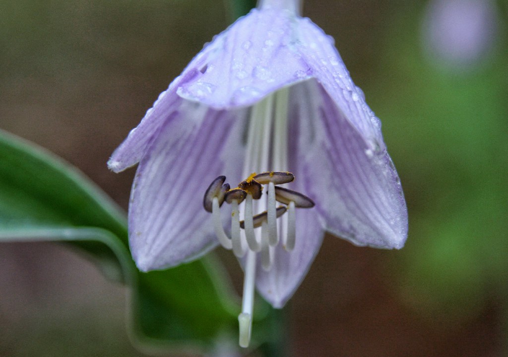 Hosta Flower