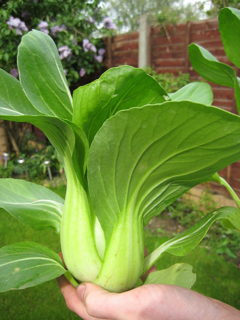 Homegrown Pak Choi