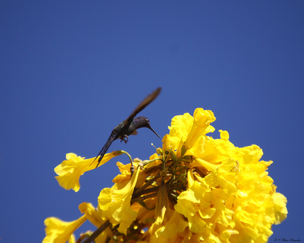 S&eacute;rie de temporada dos Ip&ecirc;s-amarelos (Tabebuia chrysotricha) - 06-08-2009 - IMG_4127