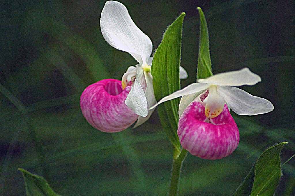 Wild Orchid 005 copys