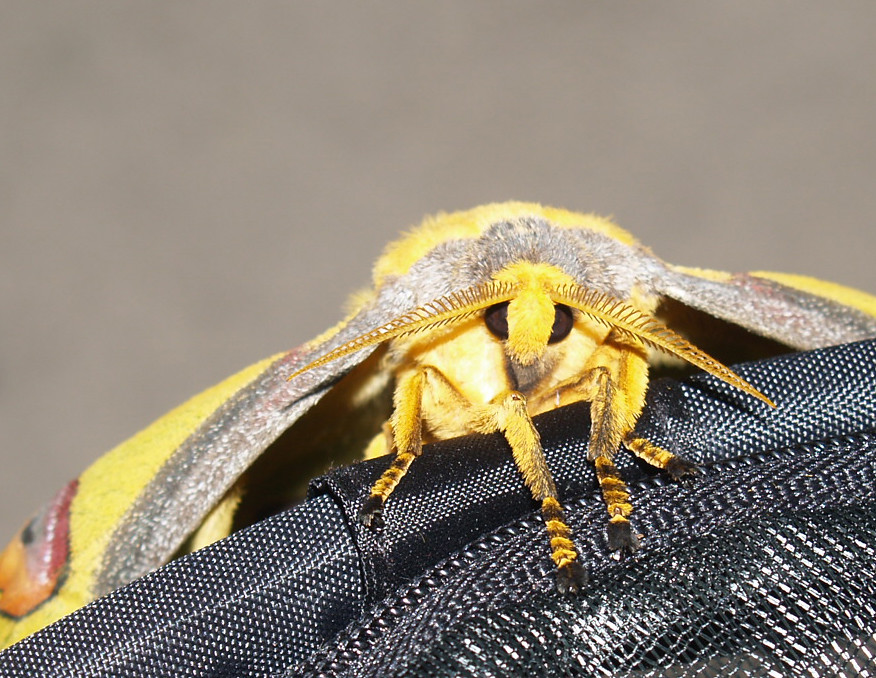 Madagascar Moon Moth
