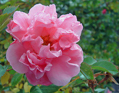 pink autumn rose