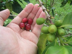 Coffee Beans Coffee Beans