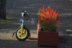 Flower and bicycle