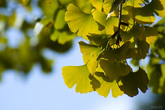 Leaf of ginkgo