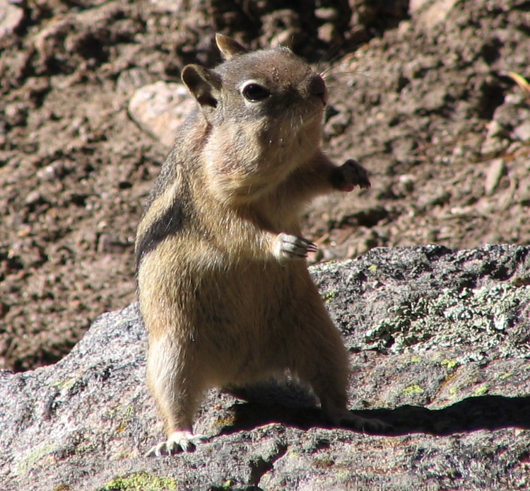 Hi There, Little Squirrel!