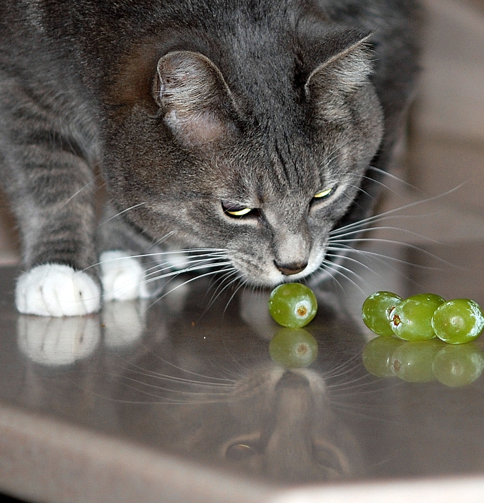 mother's little helper