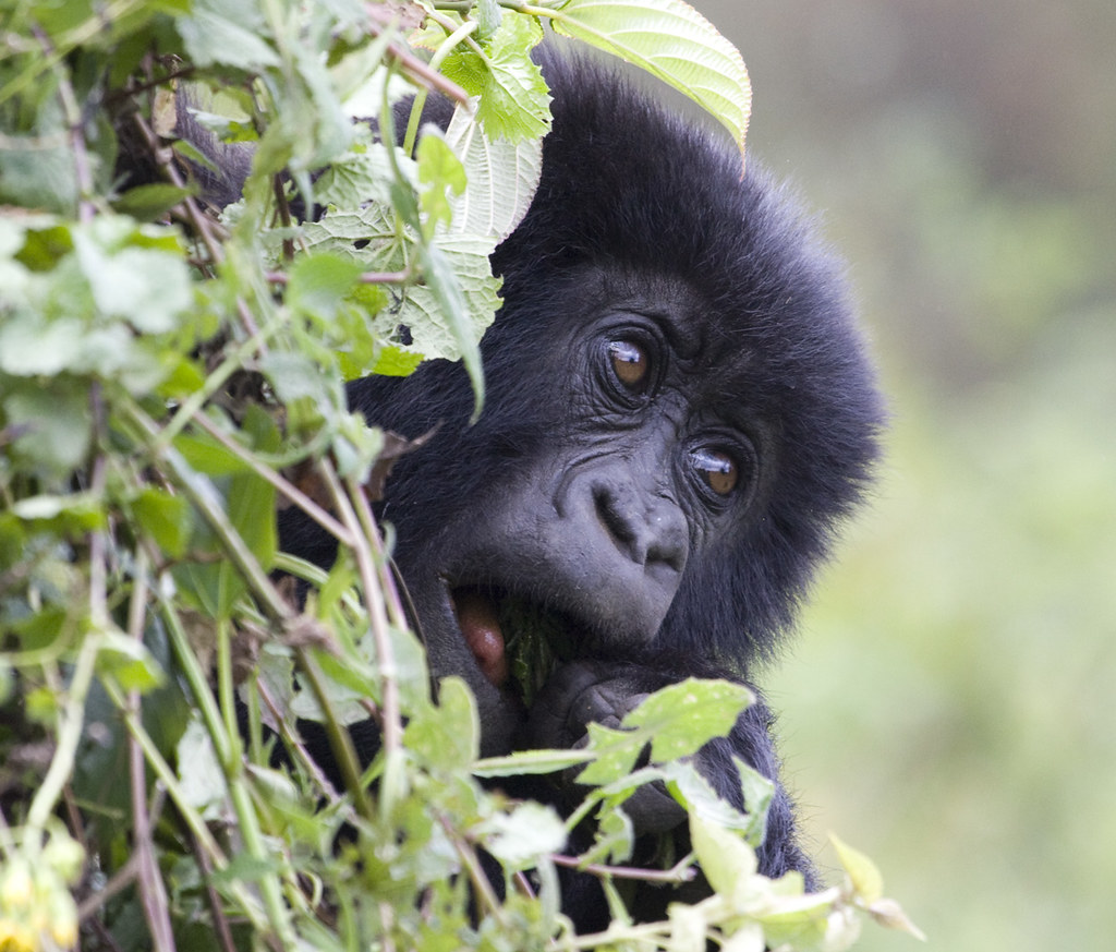 Mountain Gorilla, Rwanda.