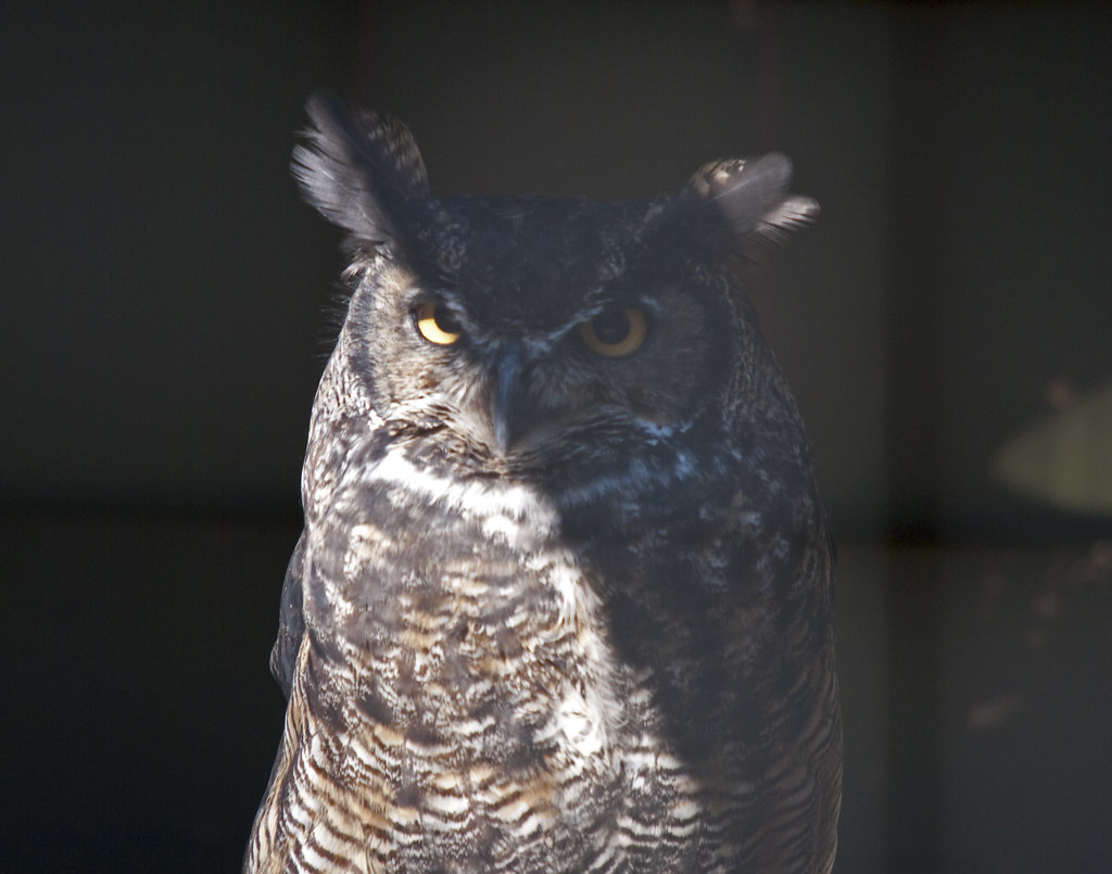 Been Owly Lately