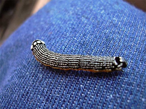 Caterpillar on my pants