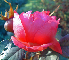 autumn rose