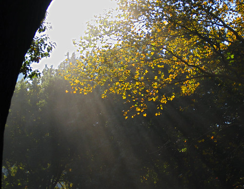 Streaming through the leaves