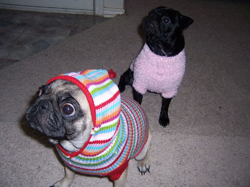 pugs