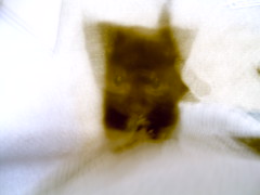 fear the vibrokitten