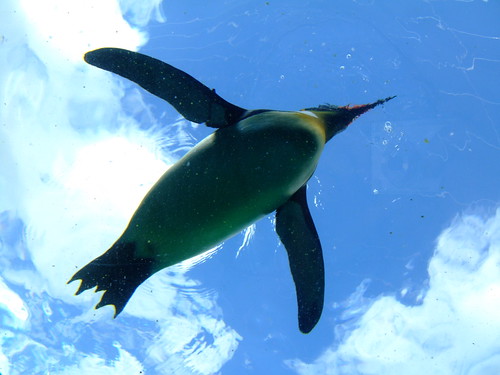 flyingpenguin