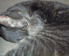 Boo - grey tabby cat sleeping with her paw over her eyes