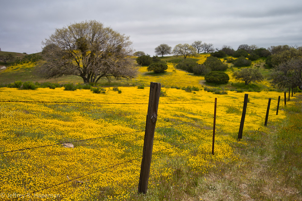 Goldfields and Valley Oaks, CA 58