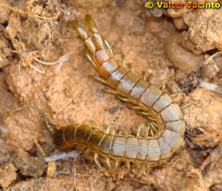 Centopeia // Centipede (Scolopendra oraniensis)