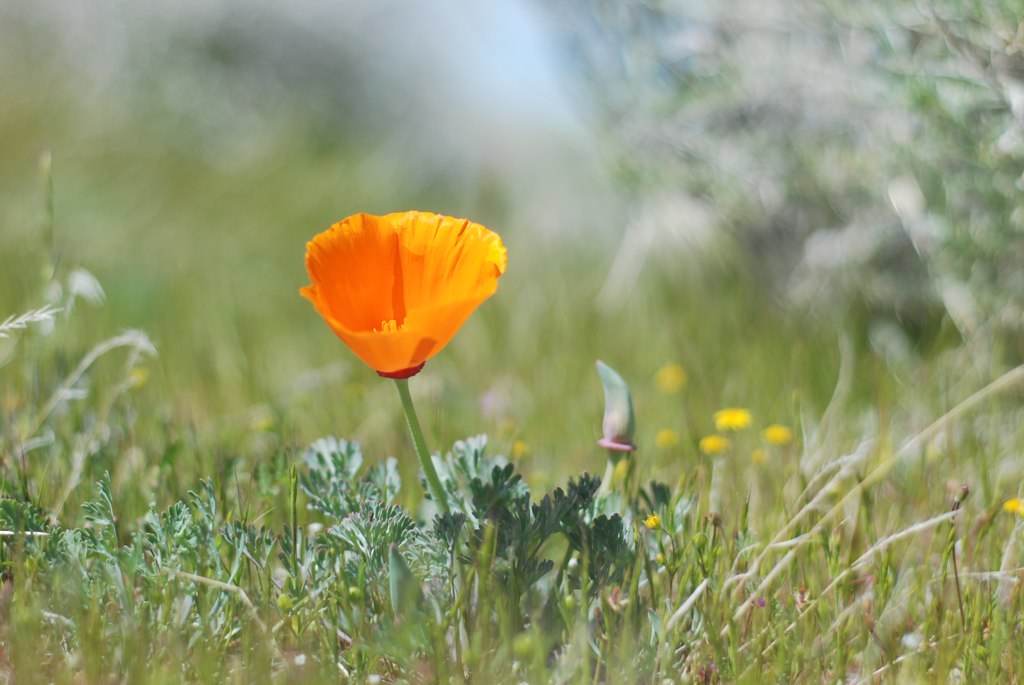A Lone Poppy Calls for Spring